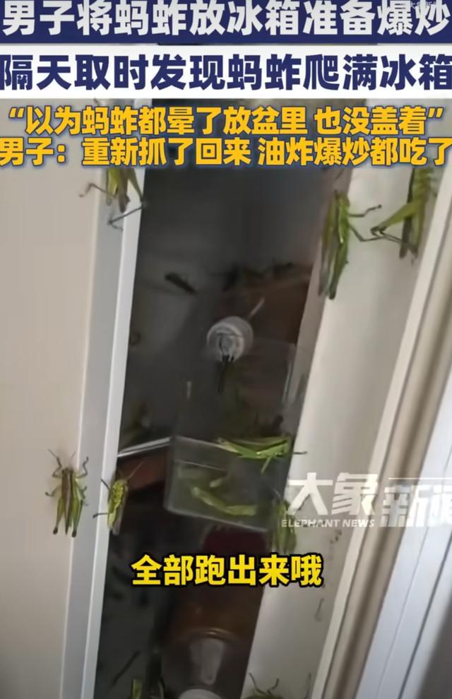 “以为都晕了”男子在冰箱里放蚂蚱没盖盖儿，隔天开门惊呆了